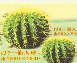 137/138-仙人球